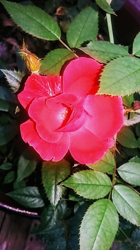 A red rose with the petals in full bloom.