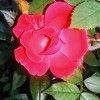 A red rose with the petals in full bloom.