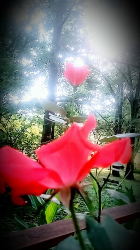 Red rose petals with trees in the distance.