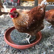 Chicken Cooling Station