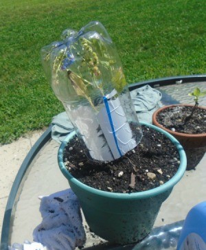 Plastic bottle to protect seedlings.