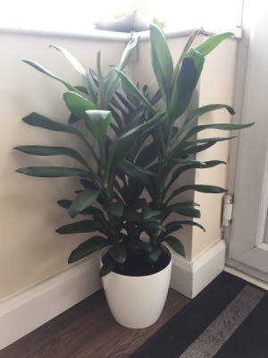 What Is This Houseplant? tall foliage plant in white ceramic pot