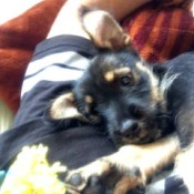 What Breed Is My Dog?