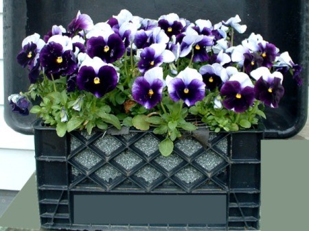 Growing Pansies From Seed - purple and white pansies