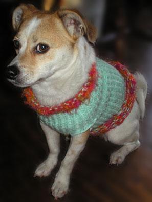 How to knit a sweater for a dog beginner