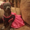 Sherona (Chihuahua) - brown dog wearing a bright pink skirt