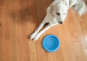 A white dog waiting for dinner.