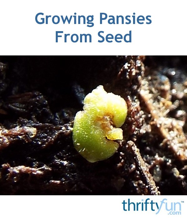 Growing Pansies From Seed ThriftyFun