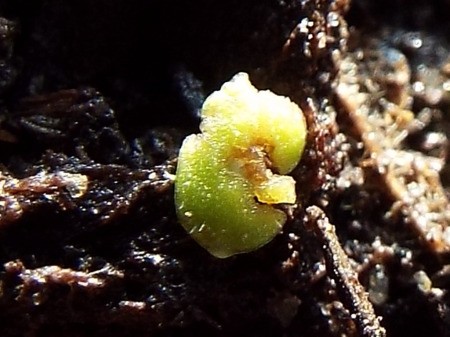 Growing Pansies From Seed - seedling