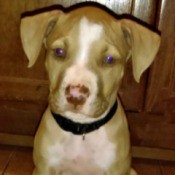 What Breed Is My Dog?