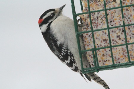 A Downy woodpecker eating suet.