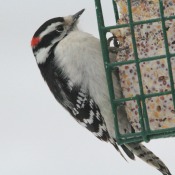 A Downy woodpecker eating suet.