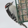 A Downy woodpecker eating suet.