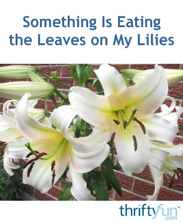 Something Is Eating the Leaves on My Lilies? ThriftyFun