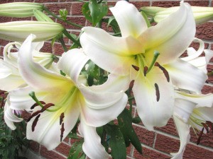 Something Is Eating the Leaves on My Lilies - white lily flowers
