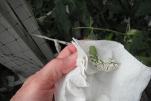 Parasitic Wasps Help Control -
Hornworms - hornworm covered in wasp cocoons