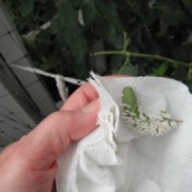 Parasitic Wasps Help Control -
Hornworms - hornworm covered in wasp cocoons