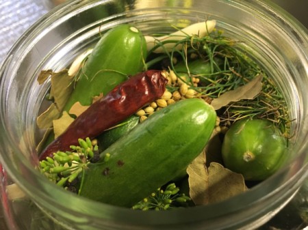 cucumbers, peppers, dill and herbs in jar