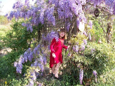 Garden: Wisteria