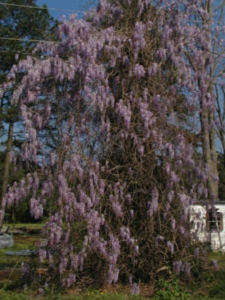 Wisteria In Bloom