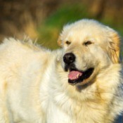 Great Pyrenees