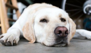A yellow lab laying on a cement floor.