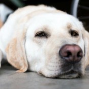 A yellow lab laying on a cement floor.