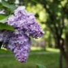 Lilac blooms.
