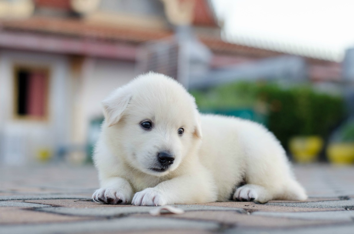 how often should a 6 week old puppy pee