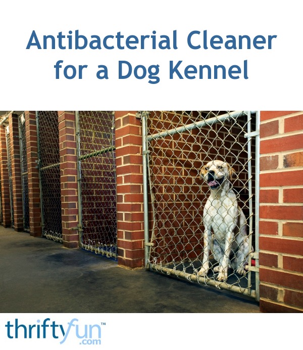 clean dog crate with bleach