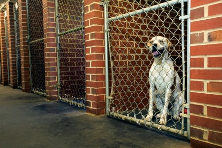 Cleaning a Dog Kennel | ThriftyFun