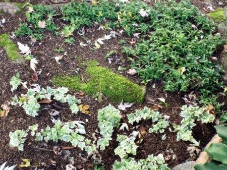 Ivies As Groundcovers - different types of ivy