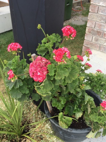 What Kind of Geranium Is This?