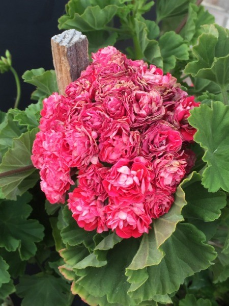 What Kind of Geranium Is This?