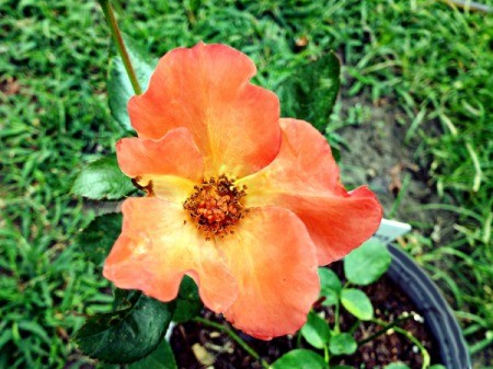 A Misnamed Rose (Playboy) - yellow rose with orangy pink edges on petals