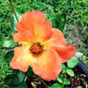 A Misnamed Rose (Playboy) - yellow rose with orangy pink edges on petals