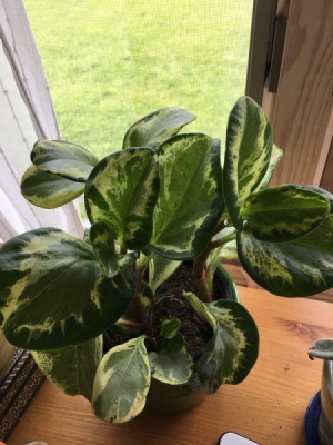 What Is This Houseplant? - plant with green and cream leaves