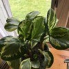 What Is This Houseplant? - plant with green and cream leaves