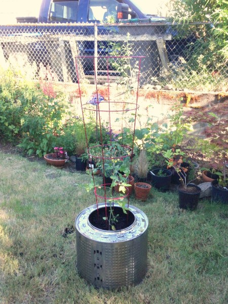 Plant Your Tomato in a Recycled Washing Machine Tub