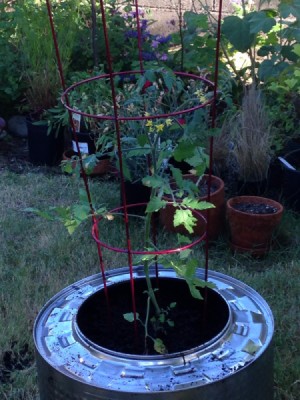 Plant Your Tomato in a Recycled Washing Machine Tub - planted closeup