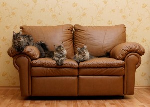 A cat on a leather couch.