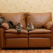 A cat on a leather couch.