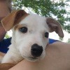 Bella (Pit Bull Mix) - child holding a brown and white puppy