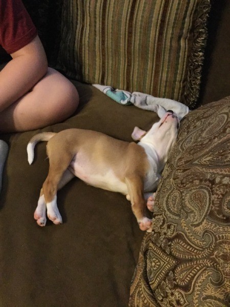 Bella (Pit Bull Mix)