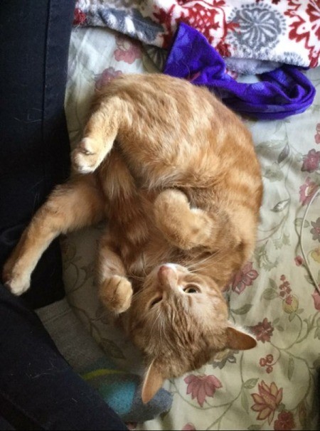 Ginger (Orange Tabby) - upside down cat
