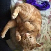 Ginger (Orange Tabby) - upside down cat