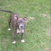 Is My Pit Bull Full Blooded?