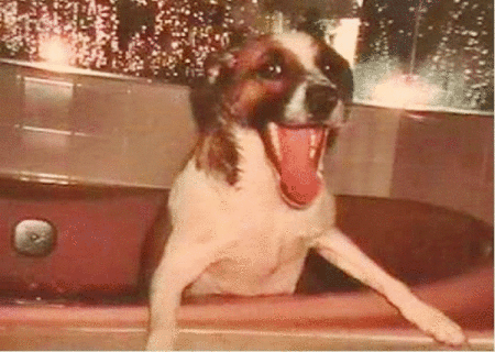 A Jack Russell terrier in the bathtub.