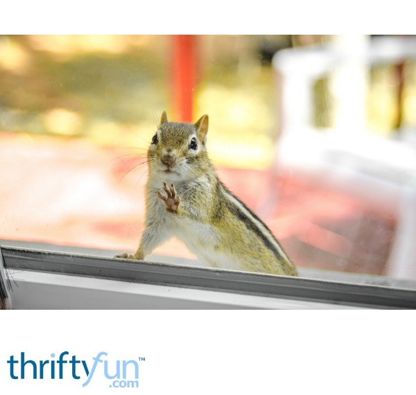 Squirrels Chewing Through Window Screens ThriftyFun
