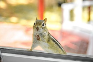 A squirrel sitting outside a window.